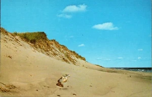 Cartolina Cape Cod nazionale costa guardia costiera spiaggia Cape Cod MA - Foto 1 di 2