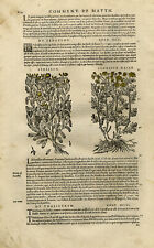 Antique Print-Dandelion-Figwort-Sweet Woodruff-Mattioli-p. 604-Anonymous-1572