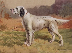 ENGLISCHER SETTER BEZAUBERNDER HUND GRUSS NOTIZKARTE SCHÖNER STEHENDER HUND - Bild 1 von 1
