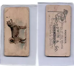 N163 Goodwin, Dogs of World, 1890, Esquimaux - Bild 1 von 1