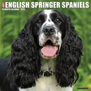 English Springer Spaniels 2026 12" x 12" Wall Calendar (free shipping) - Imagen 1 de 5