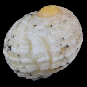 NERITA SIGNATA (Olango, Philippines) 14.8mm #46682 - Picture 1 of 3