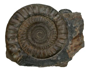 Lias  Arietites (Arietites) bucklandi macer  Großer Ammonit  Trossingen  KE28-52 - Bild 1 von 2