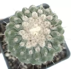 Copiapoa columna - alba form albispina SELECTED - - VERY RARE | no cinerea - Bild 1 von 3