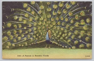 A Peacock In Beautiful Florida Linen Postcard Plumage Feathers - Picture 1 of 2