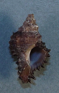 MUREX ANGULARIS 26.55mm BEAUTIFUL SPECIMEN Goree Is.,Dakar, Senegal, West Africa - Picture 1 of 2