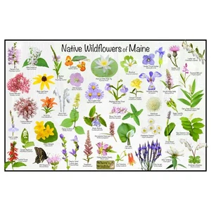 Póster de identificación de flores silvestres nativas de Maine / guía de identificación de flores - Imagen 1 de 4
