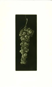 JUDITH ROTHCHILD b1950 Trauben - Bild 1 von 1