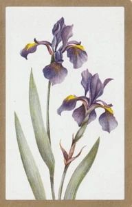 Irises, Single Swap Card - Picture 1 of 1