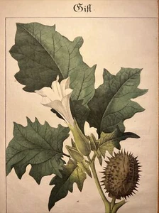 Gemeine Stechapfel Datura stramonium Antik Lithographie 1838 Handkoloriert Bilde - Bild 1 von 8