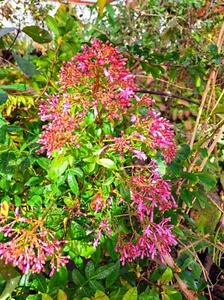 Fuchsia tree - Fuchsiaberry tree - Fuchsia paniculata 10+ Seeds Gx 171 - Picture 1 of 1