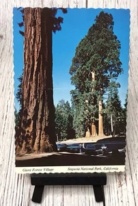 California CA Sequoia National Park Giant Forest Village Postcard - Picture 1 of 4