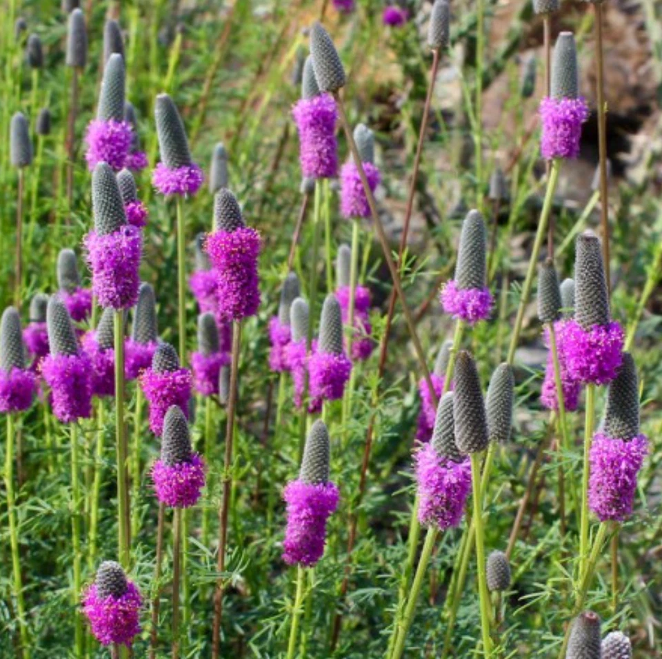 Purple Prairie Clover Seeds NATIVE WILDFLOWER USA FREE SHIPPING PERENNIAL - Image 1 of 1