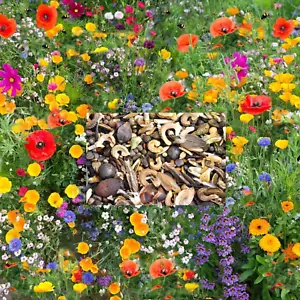 100% Wild Flower Seeds Throw Grow NO Grass plants Cornflower Annual Meadow 25g - Picture 1 of 2