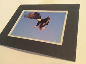 Impressions of Nature Signed Bald Eagle Photo Rolf Hicker Signed Matted 10X8" - Picture 1 of 5