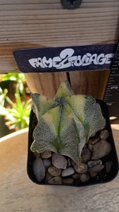 Astrophytum Myriostigma  Variegated, Cactus/Succulent - Picture 1 of 3