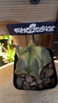 Astrophytum Myriostigma  Variegated, Cactus/Succulent - Image 1 of 3