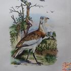 Oiseau Outarde Oxyrhynique  plumet colorie main 1837 Fries XIX