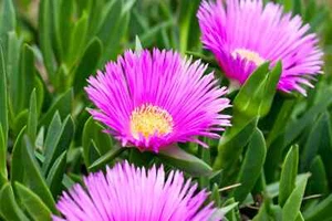 30 pc Live Ice Plant plant cutting for rooting good for backyard ground cover - Picture 1 of 11