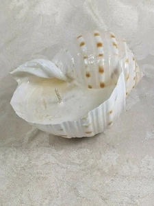 Candle Inside a Fig Snail Sea Shell - Picture 1 of 5