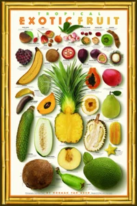 TROPICAL EXOTIC FRUITS 24x36 Kitchen Restaurant WALL POSTER by Norman Van Aken - Picture 1 of 1