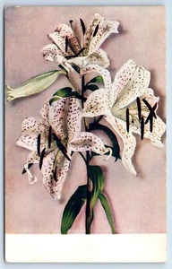 Auratum Goldgebänderte Lilie Postkarte - Bild 1 von 2