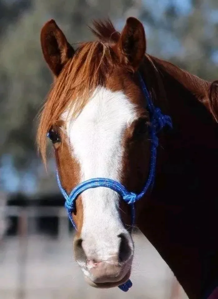 Handcrafted COB Rope Halter Blue - Horse Riding Headstall Equine - image 1 of 1