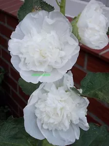 STOCKROSE WEIß GEFÜLLT-30 SAMEN-ALCEA ROSEA PLENA-WINTERHART-30 FRISCHE SAMEN - Bild 1 von 6