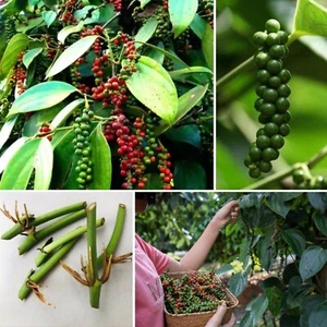 5+BLACK PEPPER LIVE PIPER NIGRUM PLANT Natural High Rare Planting Rooted Cutting - Picture 1 of 13