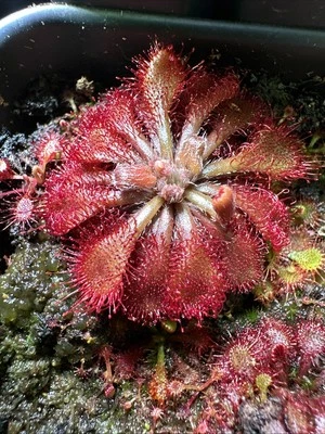 Drosera spatulata {Pearl River Delta} semillas carnívoras de rocío solar 50+ por pedido Foto 1 de 2