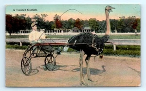 1910s CA Postcard A Trained Ostrich Los Angeles Bird Pulling Cart  - Picture 1 of 2