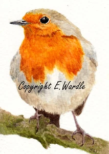 ACEO ' Robin' Bird CANVAS PRINT of Original Watercolour 2.5" X 3.5" By E.Wardle - Picture 1 of 1