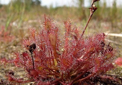 Drosera Intermedia--Polonia-- 30+ semillas frescas (2025) Foto 1 de 2