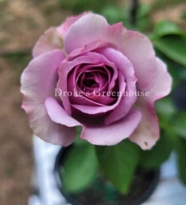 Quicksilver Climbing Rose Live Starter Plant - Picture 1 of 8