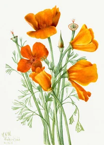 Botanische Pflanzenillustration - Kalifornien Mohnkunstdruck - Bild 1 von 1