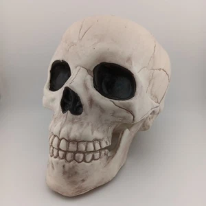  6" - Skeleton Skull Halloween / Gothic Decoration - Movable Jaw - Picture 1 of 6