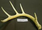 Big 5 Point Whitetail Deer Antler Shed. Wildlife, Hunting, AW0412