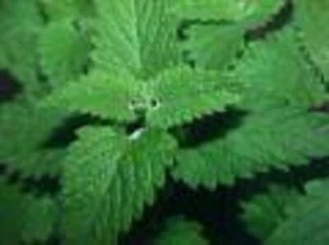 Feline Loving Catnip Herb Starter Plant - Picture 1 of 1