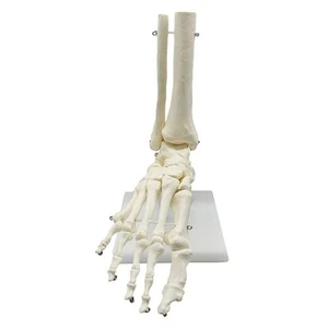 1:1 Scheletro Umano Anatomia del Piede Modello Piede e Caviglia Con Gambo M2846 - Foto 1 di 1