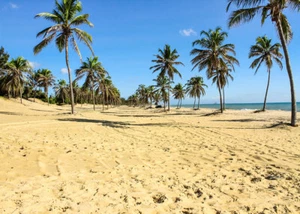 LB Vinyl Sunny Sand Beach Coconut Trees Backdrop Photography Background 20x10ft - Picture 1 of 8