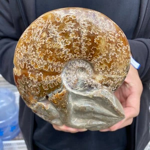 2.6lb Natural Ammonite Fossil Conch Quartz Crystal Specimen Healing - Picture 1 of 10