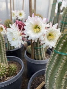 Argentine Giant Echinopsis Candicans Cactus Huge Blooms /  Rooted 10”-11” Tall - Picture 1 of 3