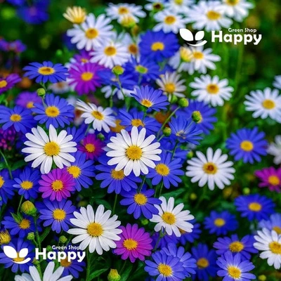 Swan River Daisy Mix 5500 Seeds - Brachycome Blooming Beauty for Every Garden - Image 1 of 2