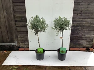 Olive Trees for Patio/garden 1/4 standard Approx 90 cm matching pair - Picture 1 of 3
