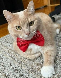 Dog Cat Animal Cute Tie Collar Pet Adjustable Neck Tie US Ship