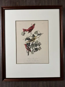 Audubon SUMMER RED BIRD Birds of America Framed Stunning Reprint - Picture 1 of 19