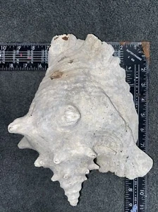 Large Conch Shell 2 - Picture 1 of 4