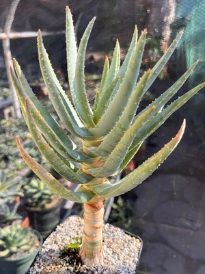 Aloe dichotoma Succulent Cactus Plant - Image 1 of 3