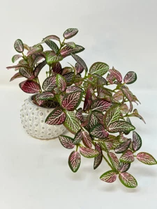 Planta de seda sintética ROSA FITTONIA NERVIO ROSA 8" pequeña en maceta en punto crema Cera - Imagen 1 de 6