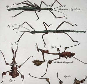 1789 Stick Insects, mantis, Scattaglia, Benard, quarto, hand colour, engraving - Picture 1 of 4